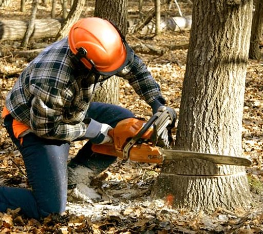 Tree Removal in Newbury, MA